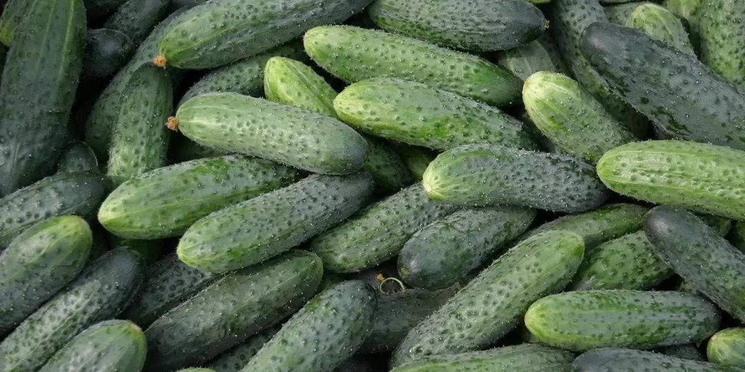 Неприхотливы в уходе, но щедро дающие урожай