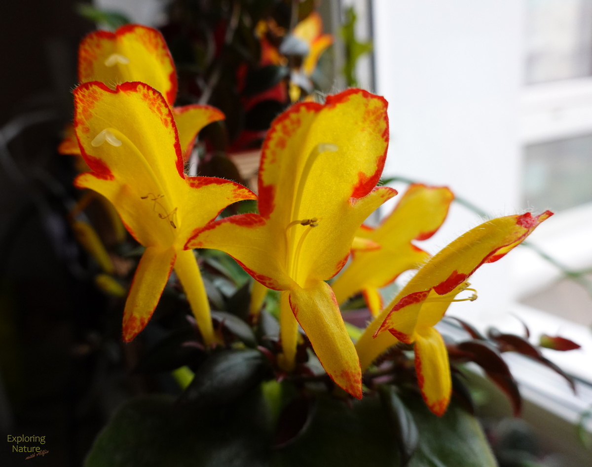 Колумнея (Columnea) сорт ‘Carnival’ - золотая рыбка (Flying goldfish plant)