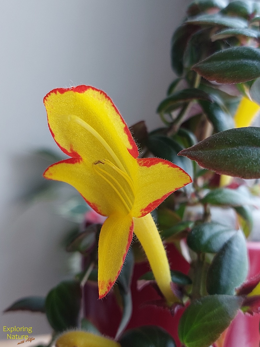 Цветок колумнеи - вот она, золотая рыбка