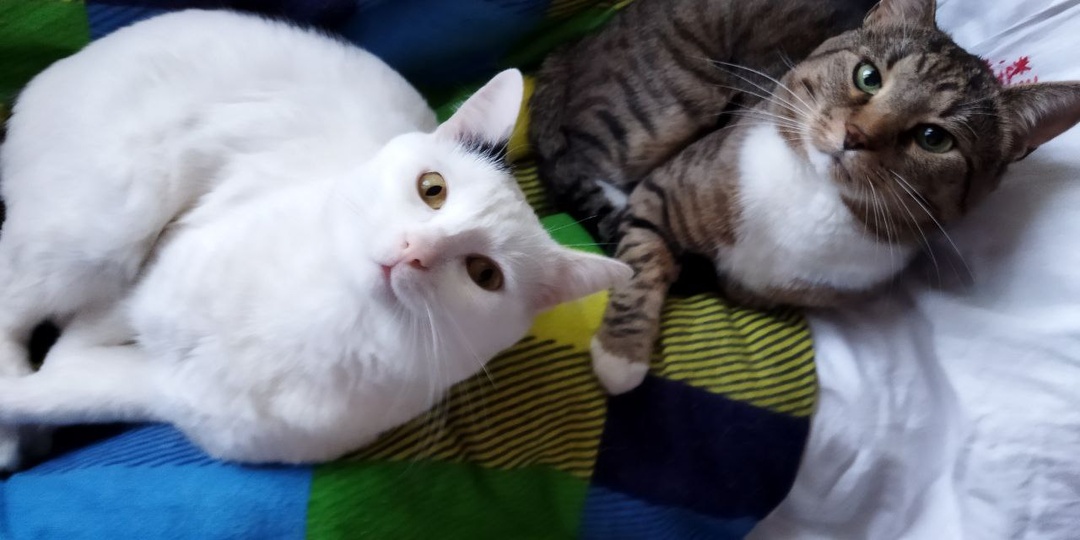 Ах, эти таинственные космические создания: поистине удивительные существа, словно прибывшие к нам из неведомых галактик.