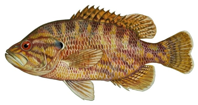 Lepomis gulosus