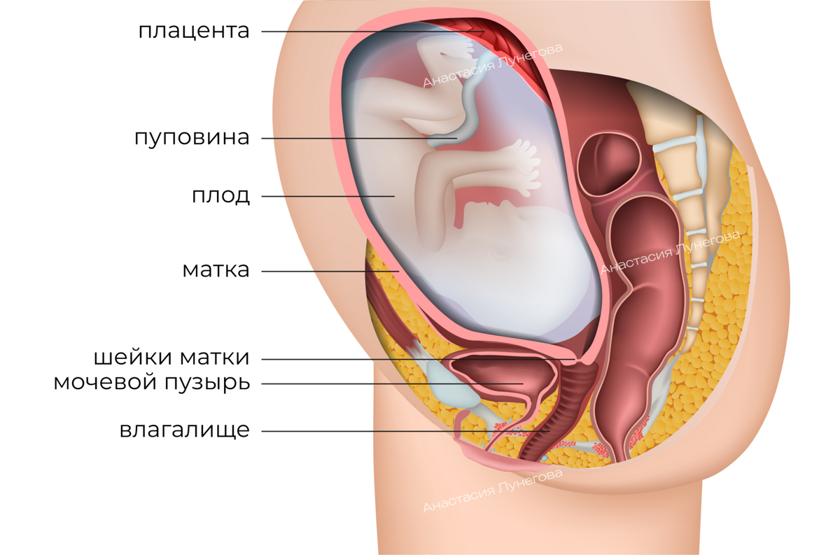 Анатомия беременной женщины