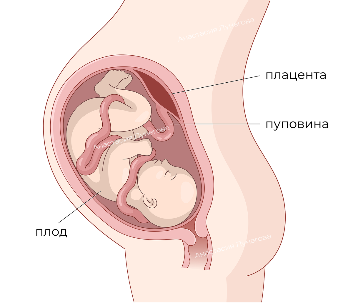 Анатомия беременной женщины. Обвитие пупувины