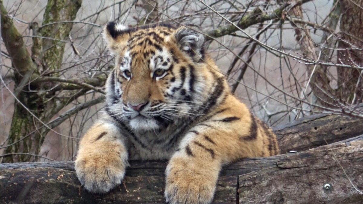    амурский тигр   freepik.com