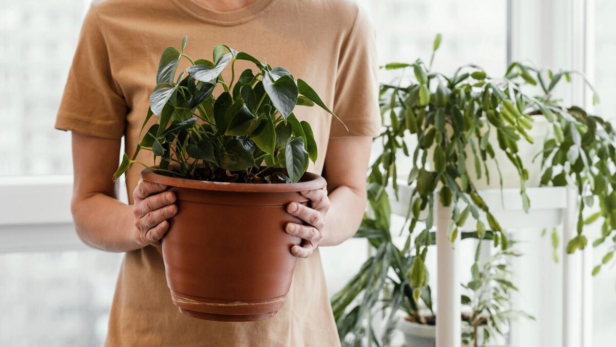    Цветы.   freepik.