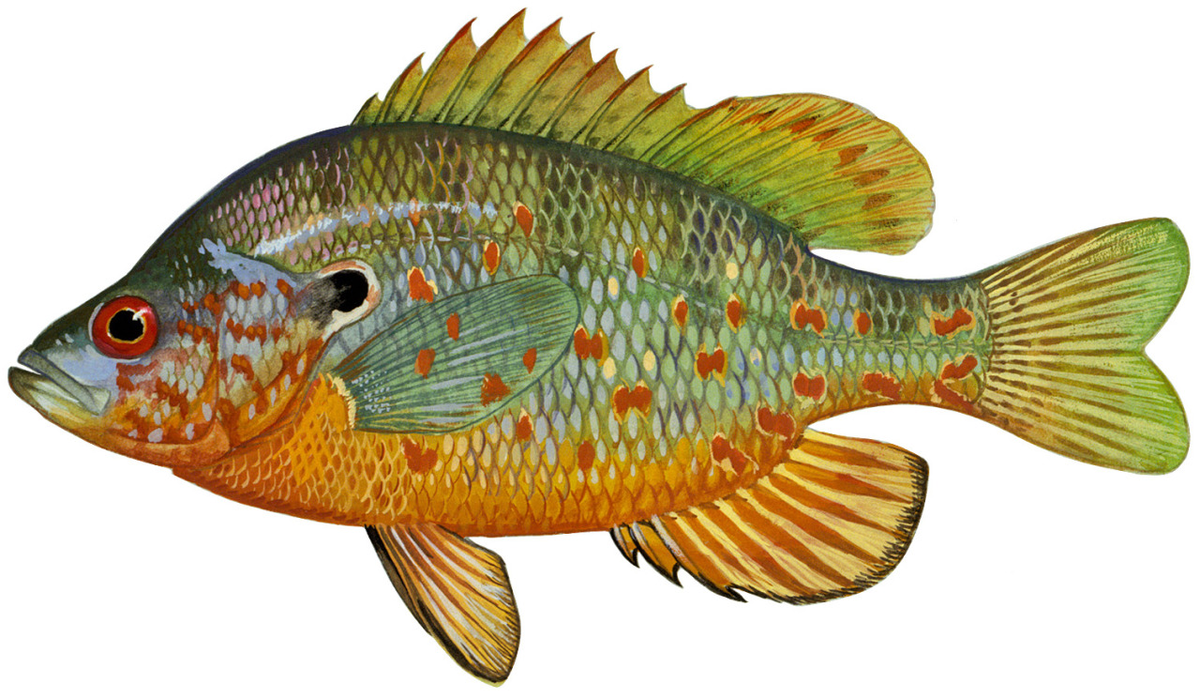 Lepomis humilis