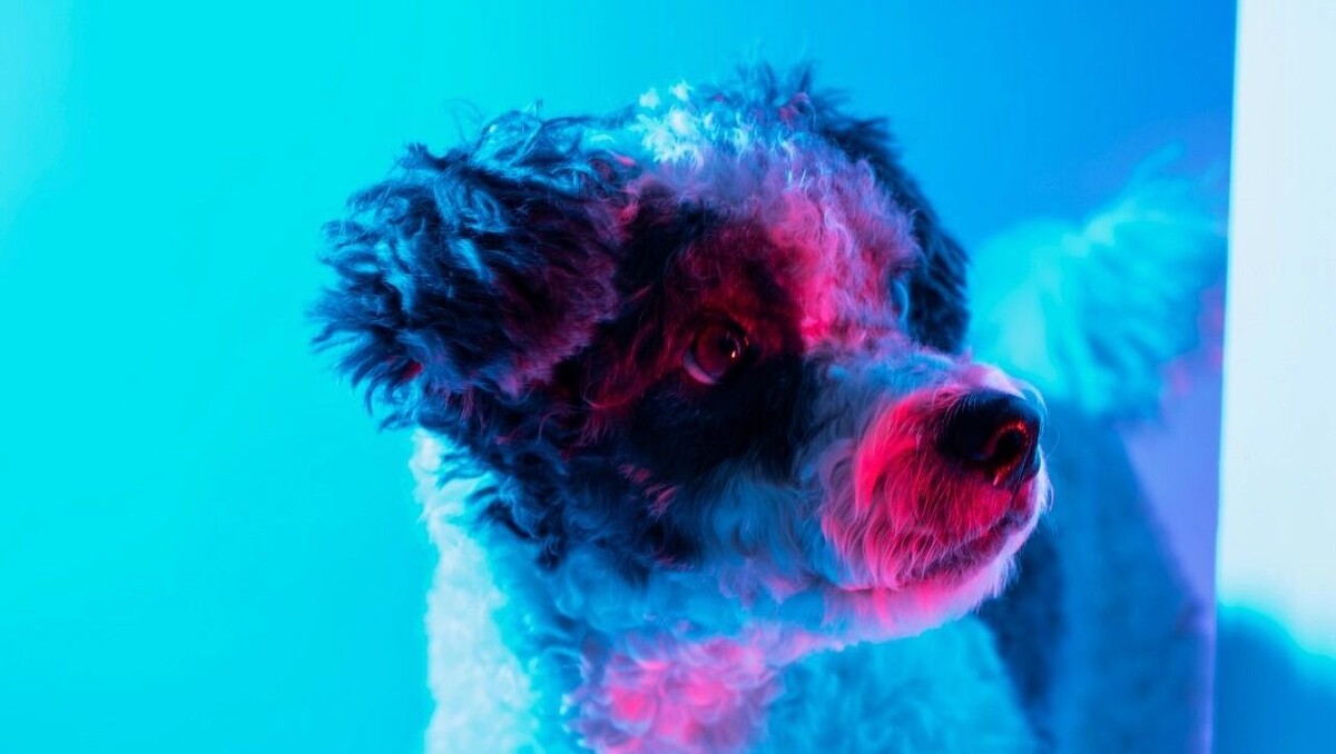    собачка   freepik.com