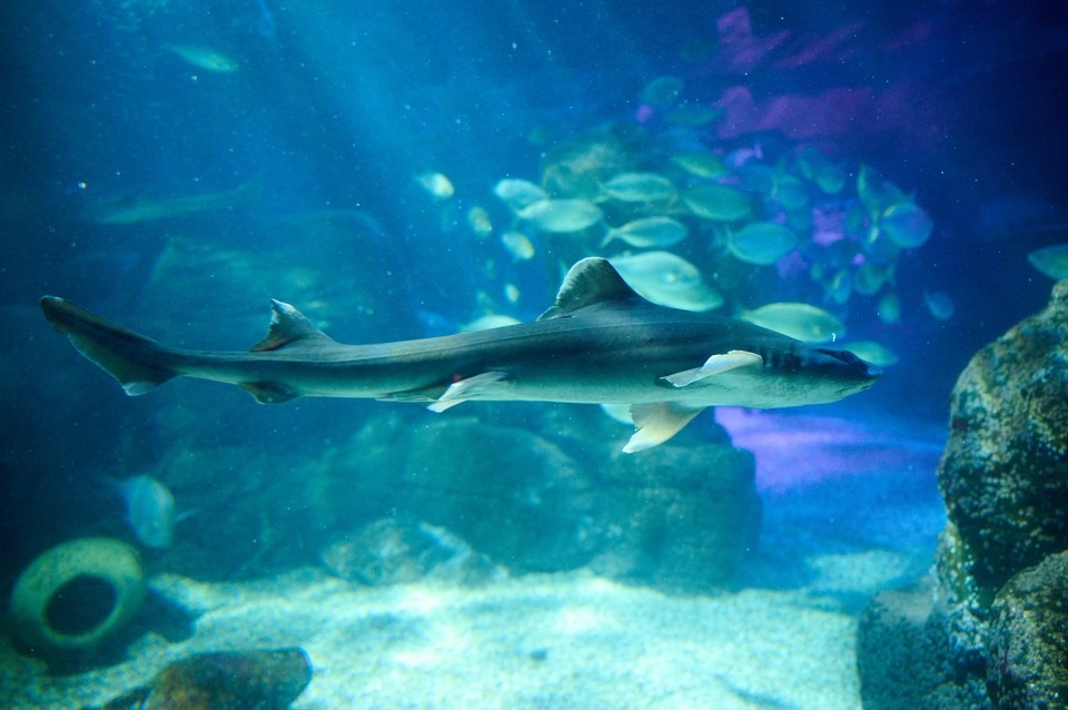    Пенсионер из Британии отбился от акулы на пляже острова Тобаго GLOBAL LOOK PRESS