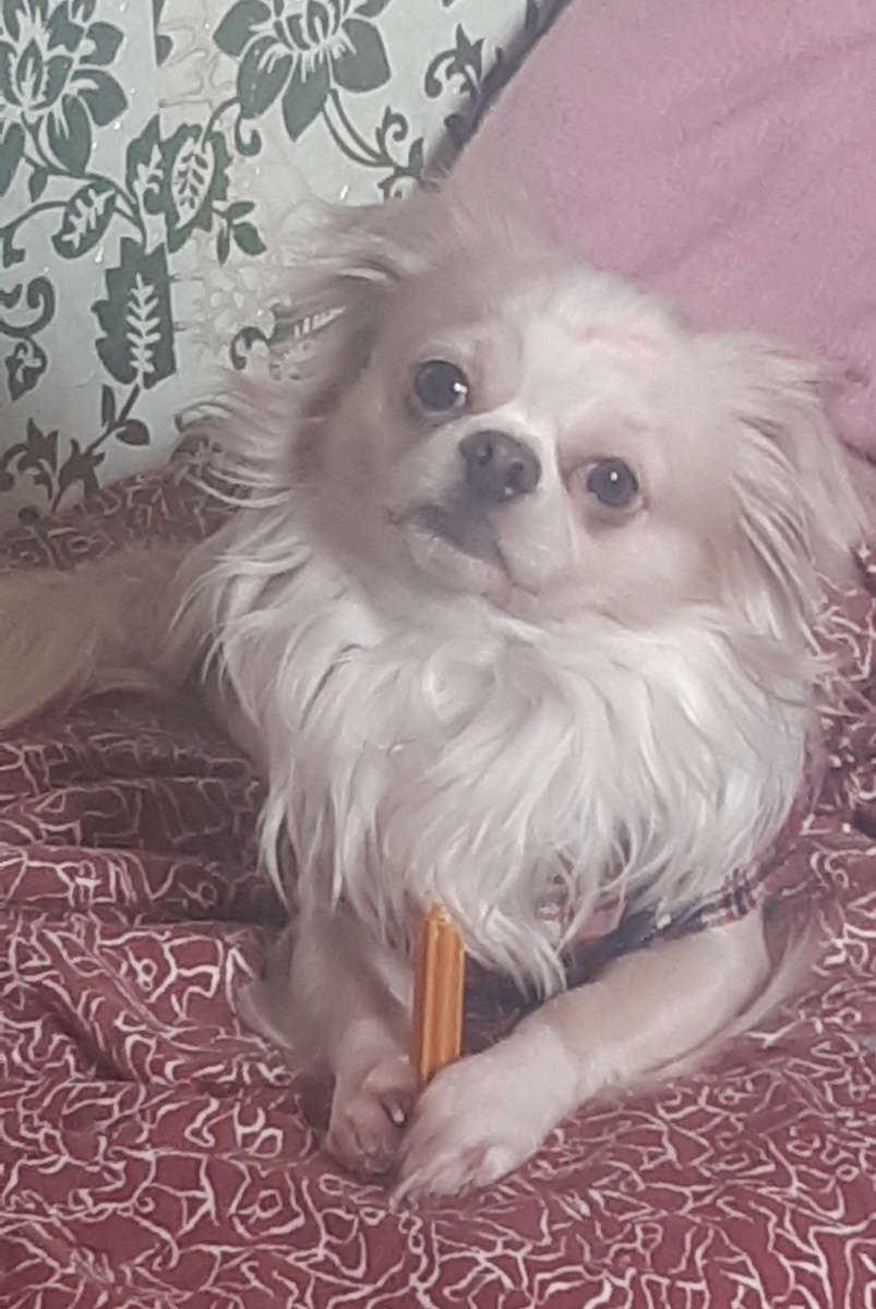 Мика сделал умильное выражение мордочки))) 