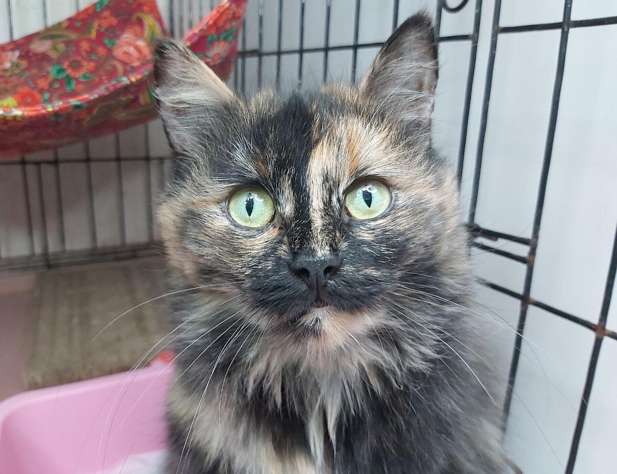 Кошечка Домка, 2 года, найдена на улице. Ласковая и милая кошечка.