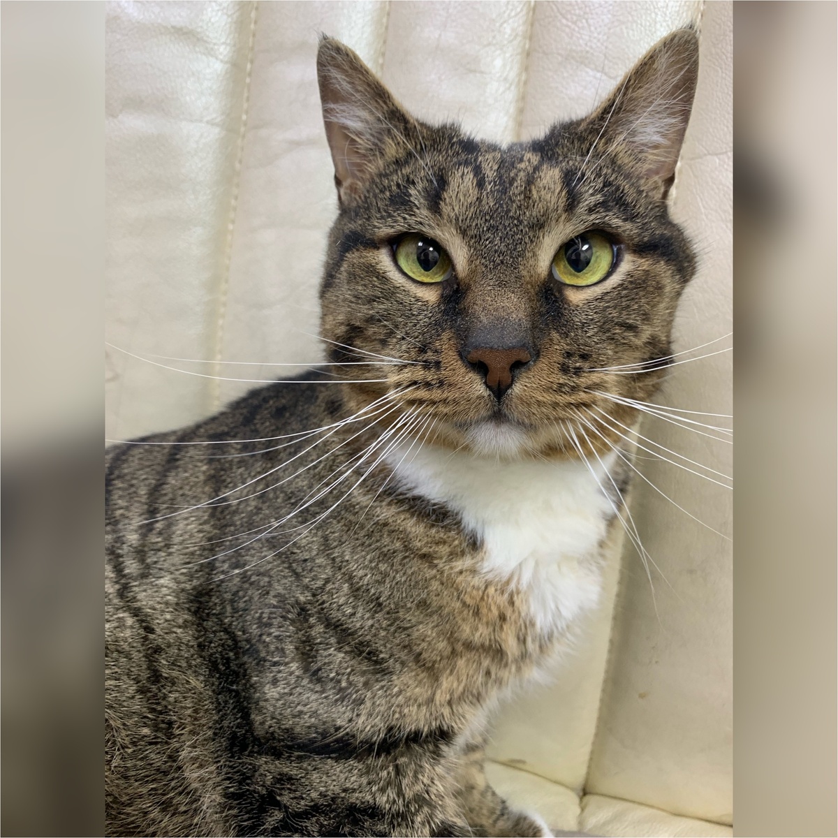 Котик Теобальд, 4 года, бывшедомашний. Теобальд с удлвольствием общается и гладится.