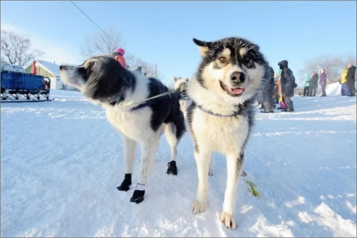    Открытие гонки «Берингия. Авача» на Камчатке намечено на 8 февраля