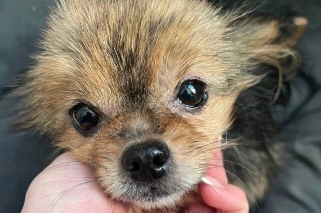    Множество животных оказывается на улице по вине безответственных хозяев. Фото: из социальной сети "ВКонтакте"