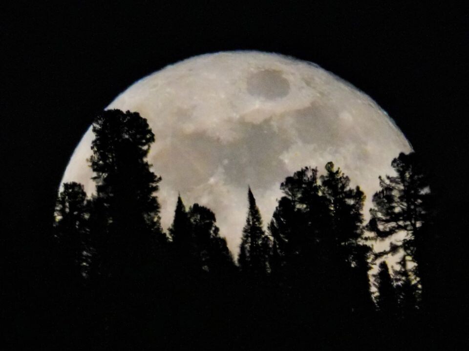   Полная луна над Прителецкой тайгой. Источник: Алтайский заповедник