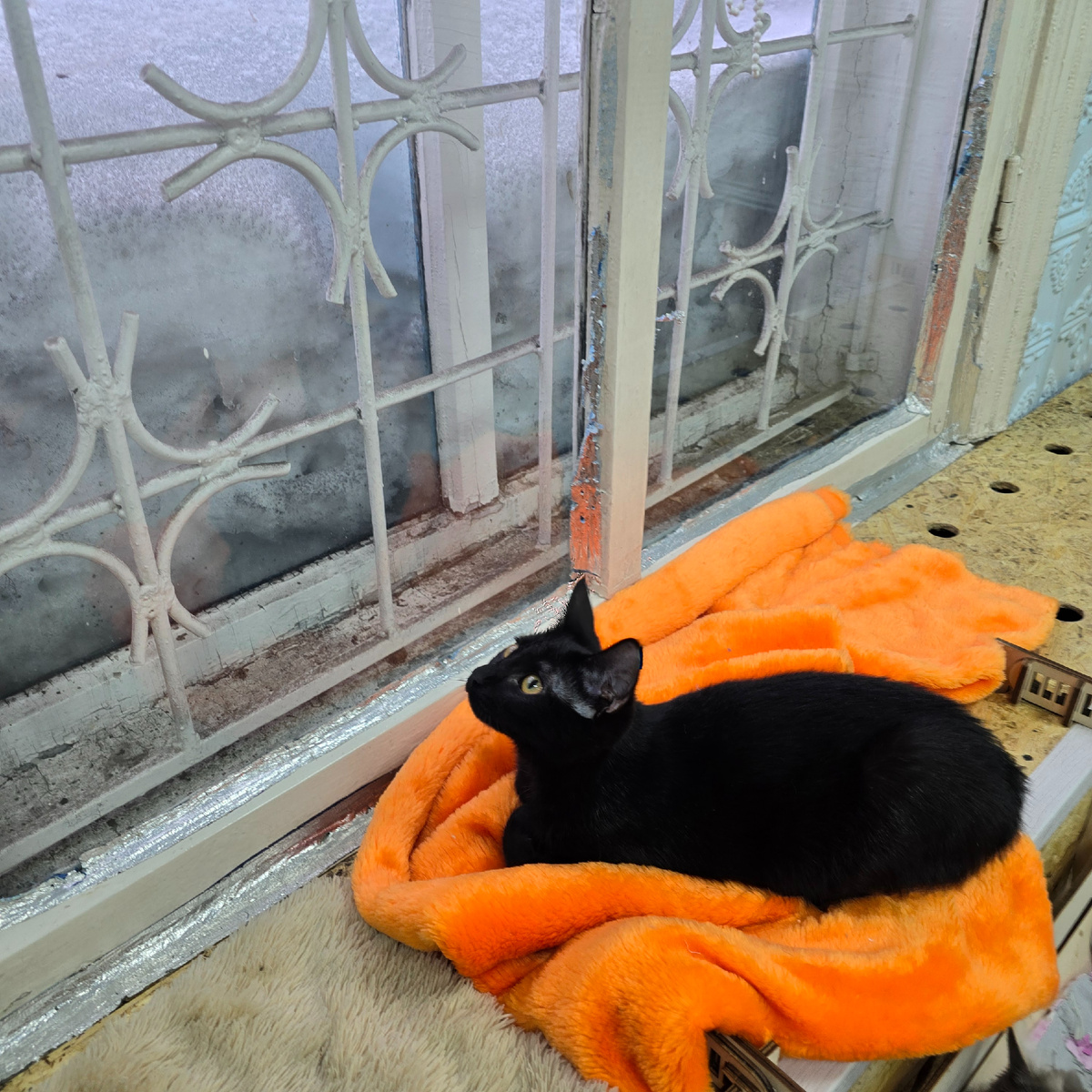 Ночка дежурит на пледе