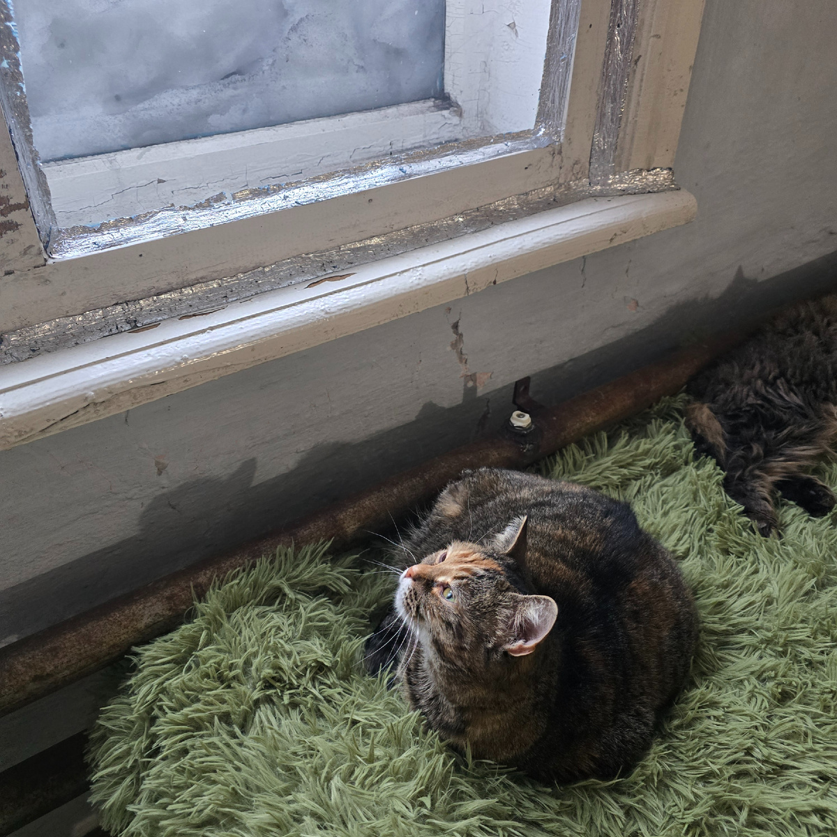 Ксюша внимательно патрулирует территорию