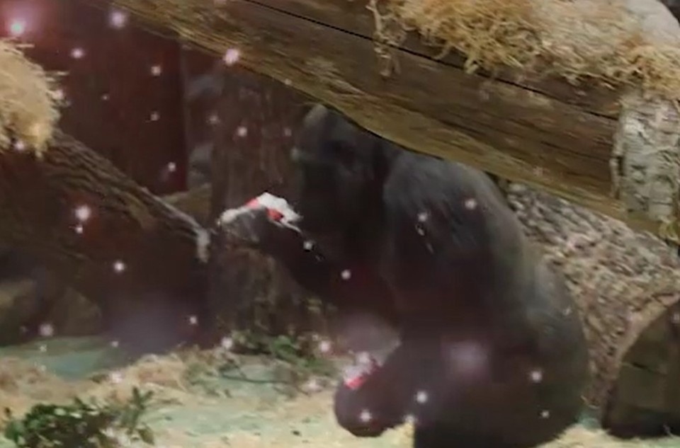    Вольер украсили фонариками. скриншот