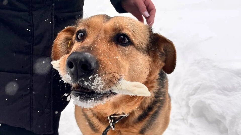    Фото: Яна Джус/«Ямал-Медиа»