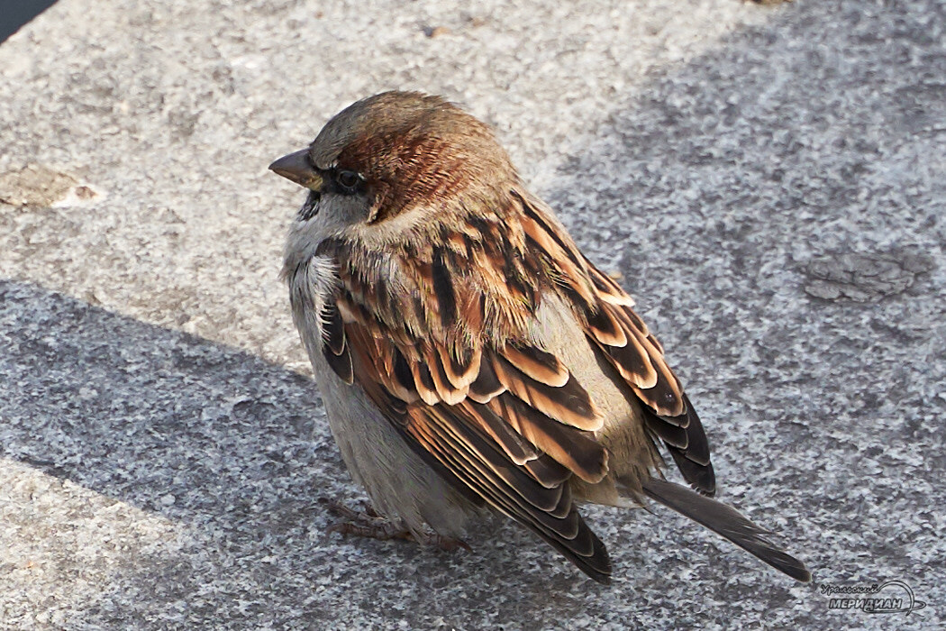    Фото Лидия Аникина © ИА «Уральский меридиан»