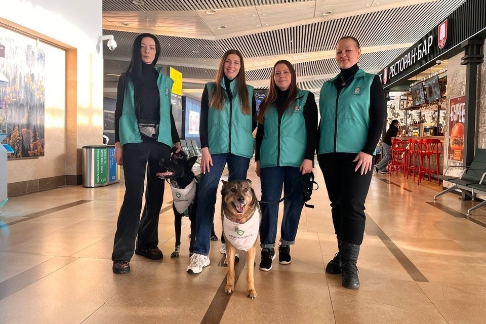    В аэропорт Красноярска вернулись собаки эмоциональной поддержки. Фото: пресс-служба аэропорта