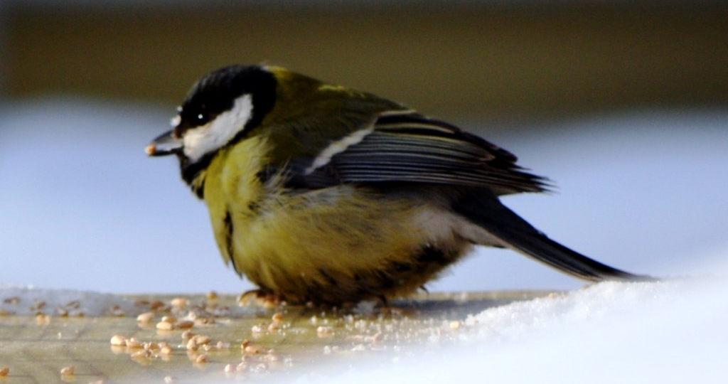 Проснись, Синичка