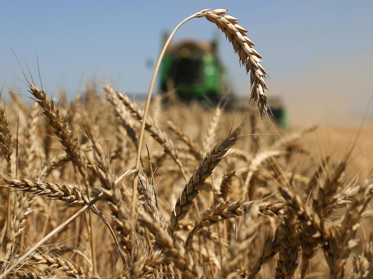    Уборка урожая зерновых | © РИА Новости / Виталий Тимкив