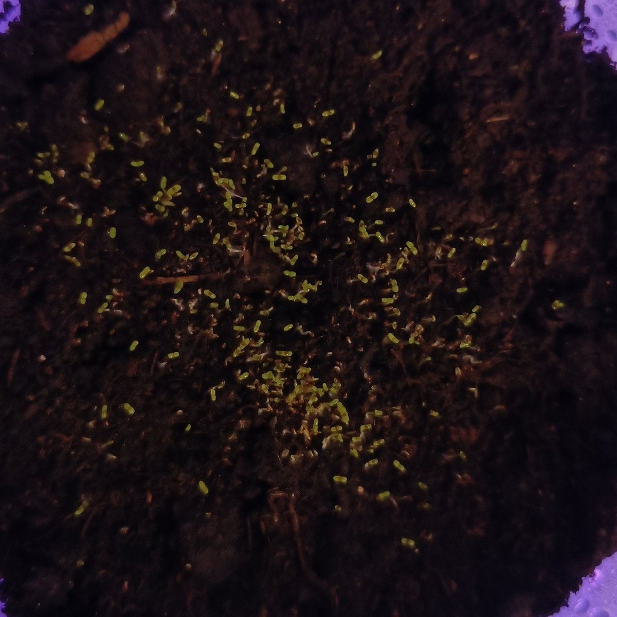 Фиолетовая лобелия с белой сердцевинкой