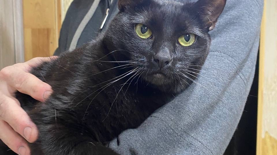 Кошка и кот у которых умер хозяин, а мы стоим перед выбором, кого спасать.