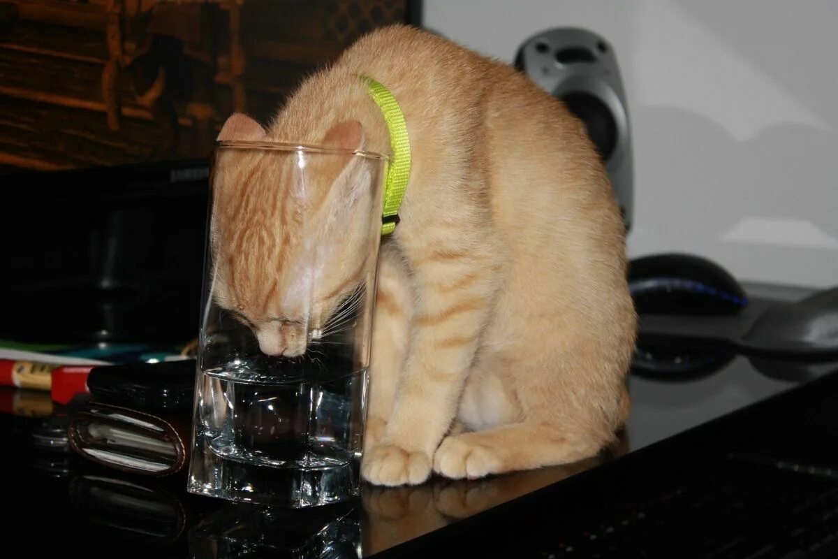 Фото с сайта: https://piximus.net/animals/animal-planet-63