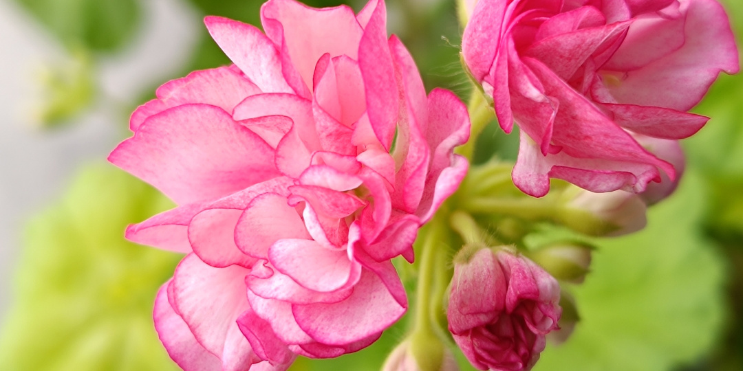 Надо ли удобрять пеларгонии ранней весной?