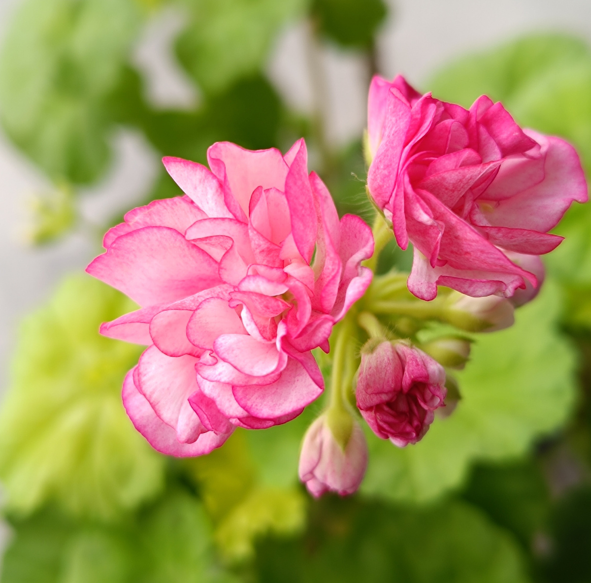 Пеларгония  Bomnal Anne. Цветет на подоконнике в феврале