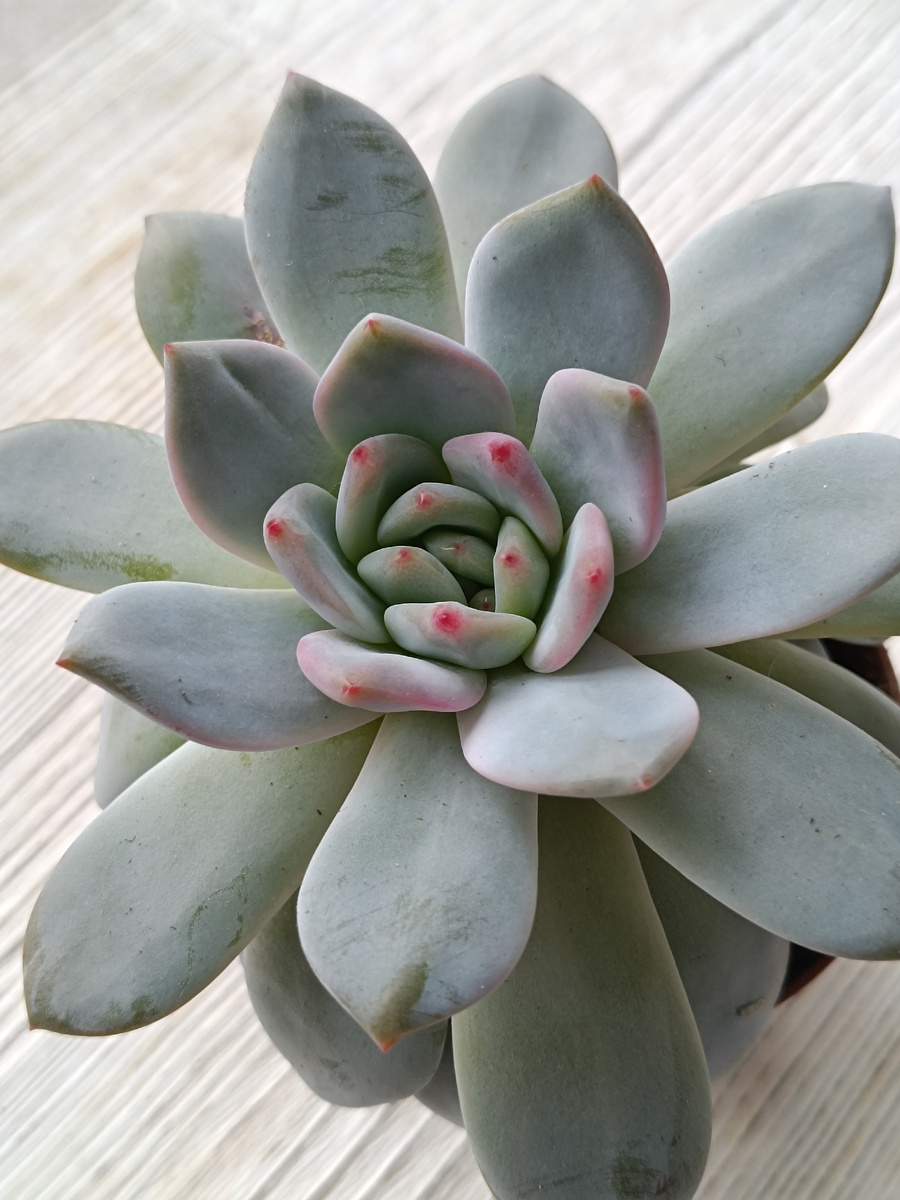 Эхеверия Orange Monro.  