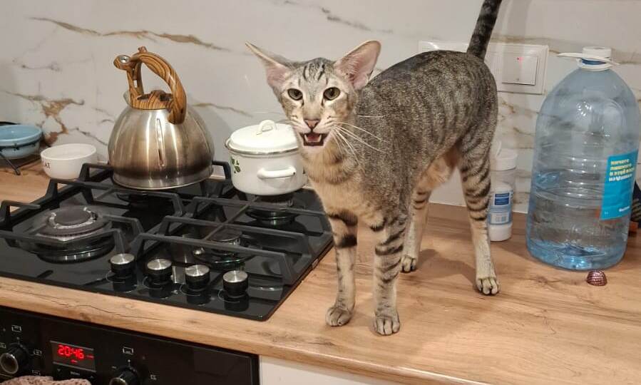 Кошки умные или только красивые