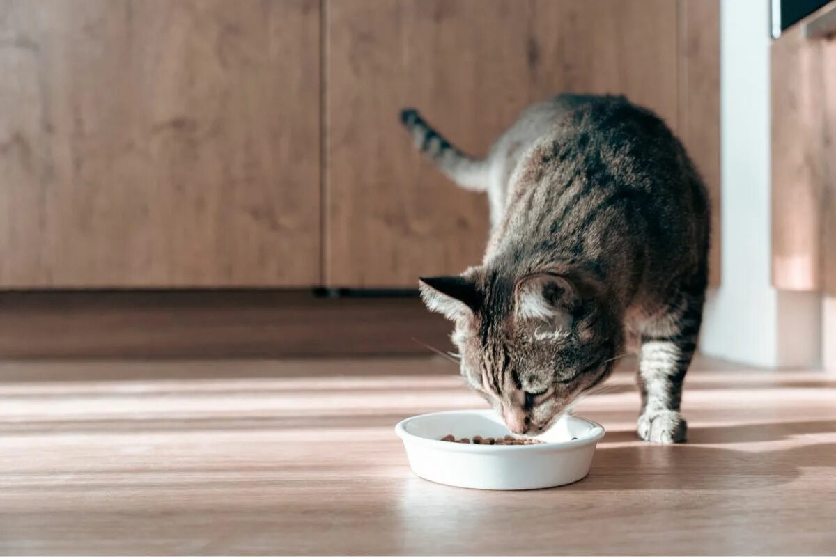 Фото с сайта: https://bestforpet.co.nz/pet-advice/cat-diabetes/