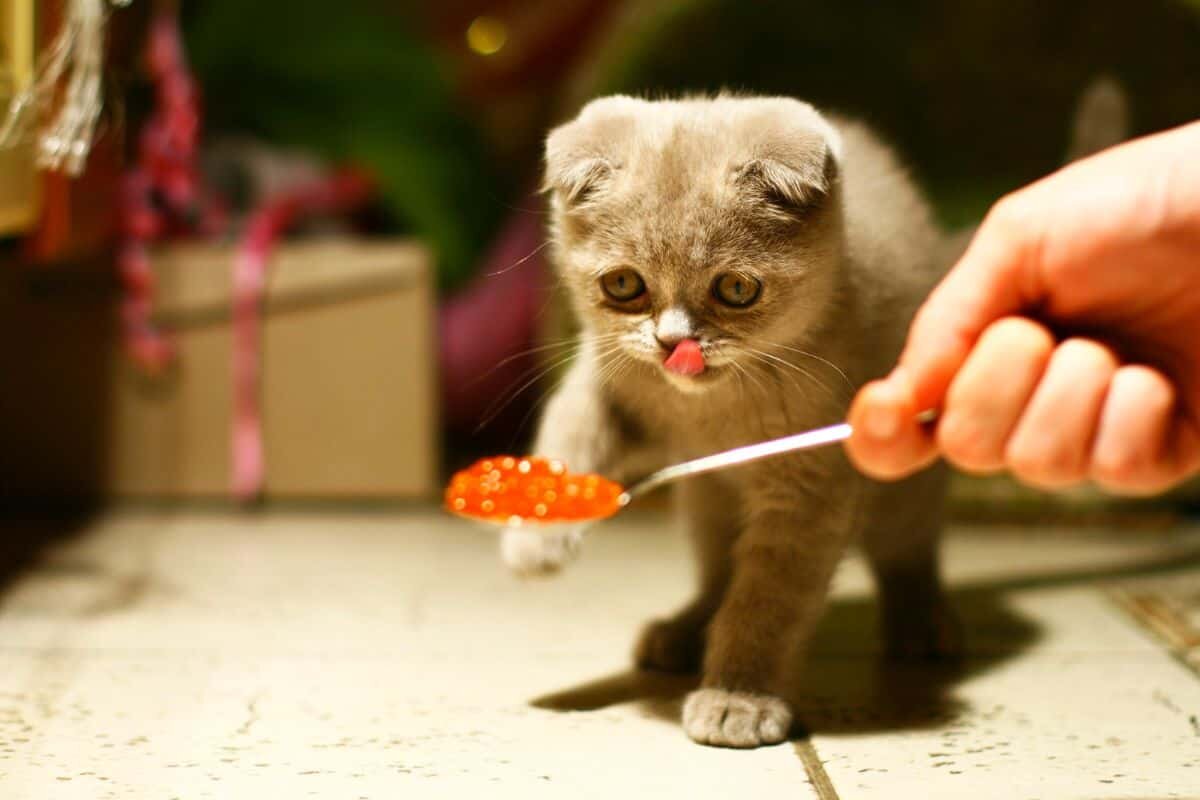 Фото с сайта: https://sancrimea.ru/?s=142792513