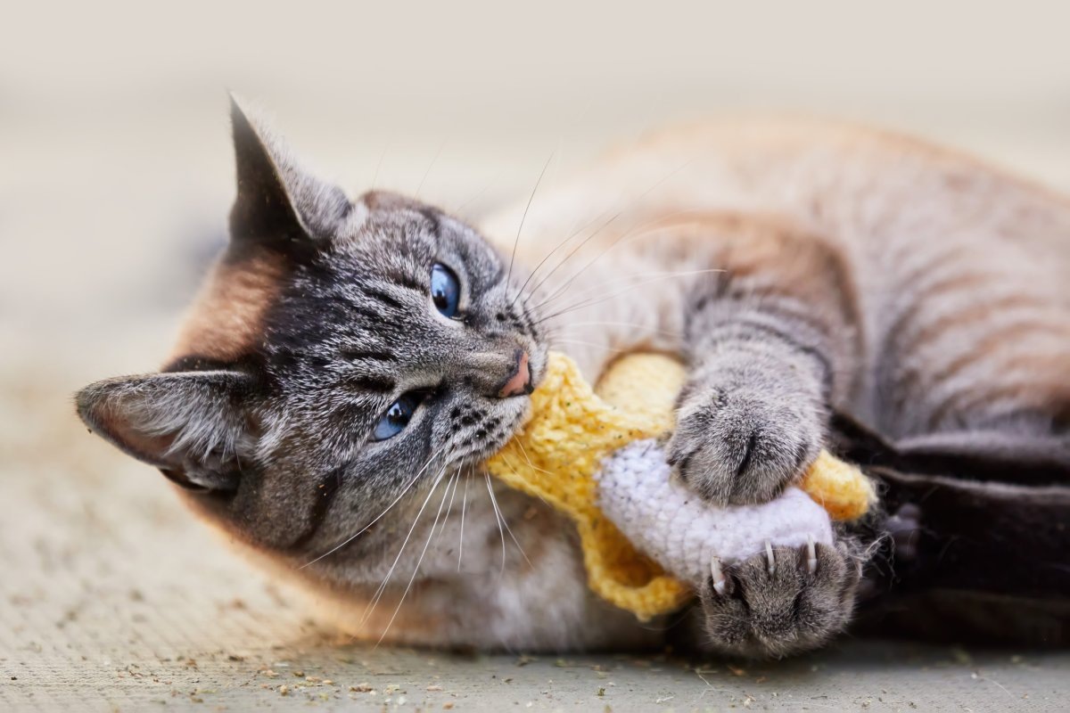 Фото с сайта: https://www.newsweek.com/cat-obsessed-bananas-pets-1834901?ref=upstract.com
