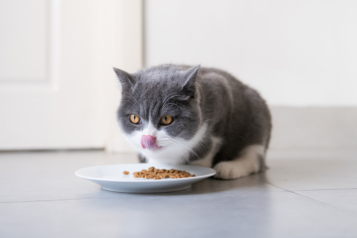 Фото с сайта: https://www.kippy.eu/blog/en/what-do-cats-eat/