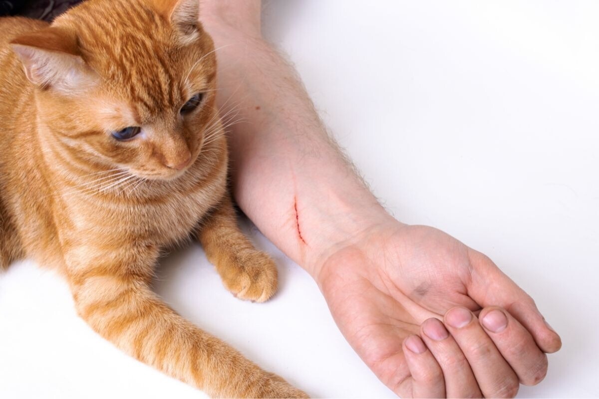 Фото с сайта: https://dzen.ru/a/ZrNazYnKi0TUfFg1