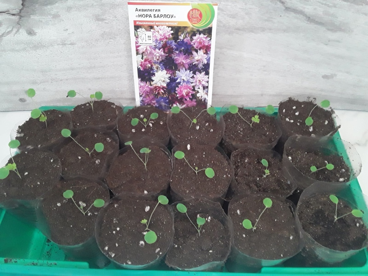 Распикированная аквилегия