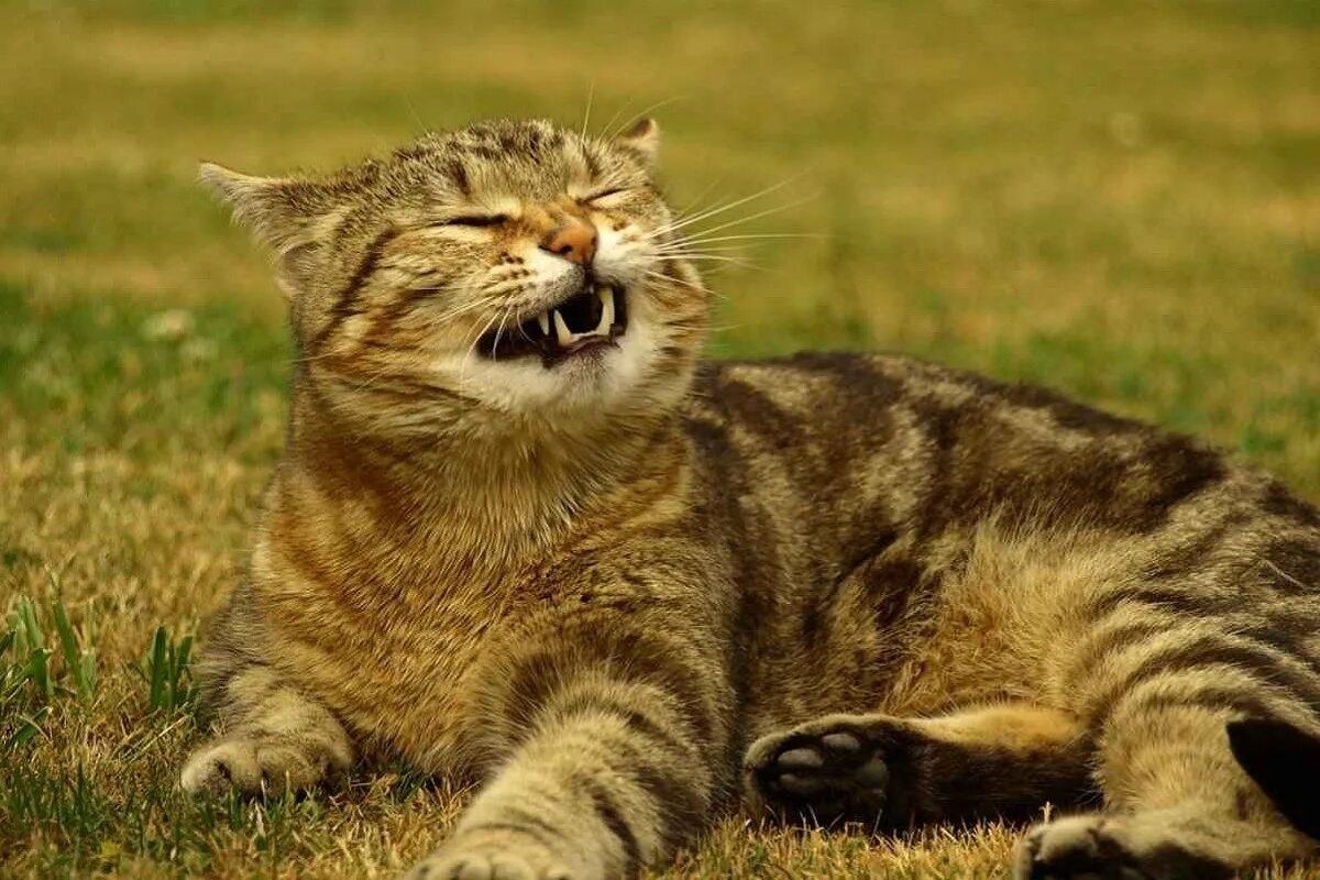 Фото с сайта: https://www.ilmiogattoeleggenda.it/starnuto-inverso-del-gatto/