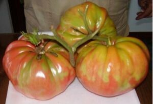 Ссылка на изображение https://pin.it/5pCEczx36