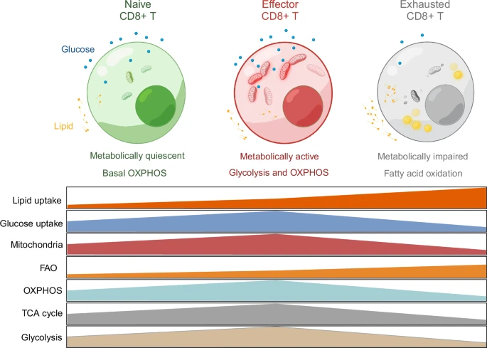 Метаболические особенности различных CD8+ Т-клеток. На этом рисунке показаны различные метаболические характеристики CD8+ Т-клеток в разных состояниях. Наивные CD8+ Т-клетки метаболически неактивны и потребляют минимальное количество глюкозы и липидов для поддержания своей низкой метаболической активности. Эти клетки в основном получают энергию в цикле трикарбоновых кислот, при этом значительную роль играет окислительное фосфорилирование. После активации эффекторные CD8+ Т-клетки становятся высокометаболически активными и увеличивают митохондриальную активность. Чтобы удовлетворить возросшую потребность в энергии для пролиферации и выполнения эффекторных функций, эти клетки увеличивают поглощение глюкозы и липидов. Для выработки энергии эффекторные CD8+ Т-клетки полагаются в первую очередь на гликолиз и окислительное фосфорилирование, что обеспечивает их быстрый рост и цитотоксическую активность. В микроокружении опухоли CD8+ Т-клетки часто истощаются, что приводит к нарушению метаболизма. В истощенных CD8+ Т-клетках снижена активность как цикла трикарбоновых кислот, так и окислительного фосфорилирования, и для удовлетворения своих энергетических потребностей они полагаются преимущественно на ферментативное окисление жирных кислот. (источник: https://www.nature.com/articles/s41423-024-01224-z)