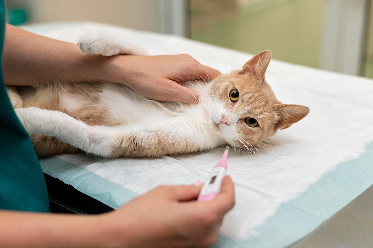 Фото с сайта: https://www.mk.ru/incident/2025/01/18/seriyu-smertey-koshek-svyazali-s-upotrebleniem-syrogo-korma-i-moloka.html