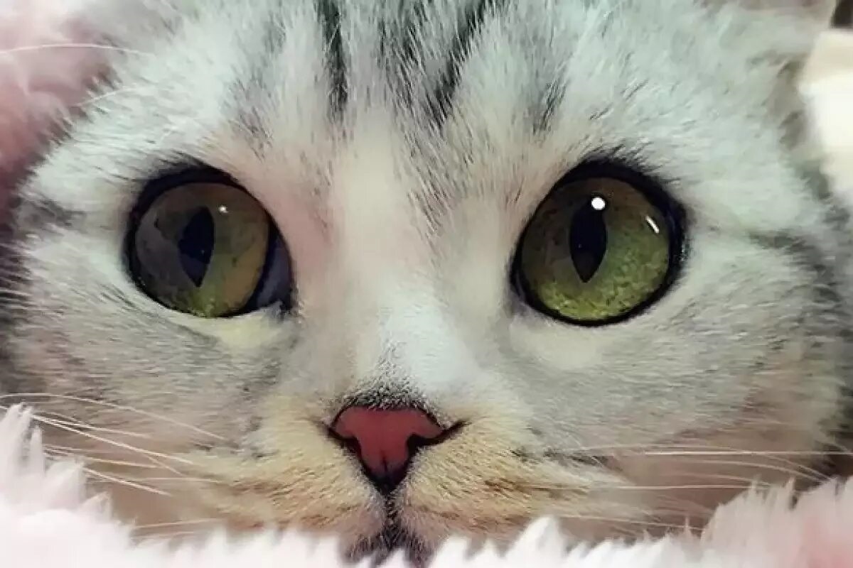 Фото с сайта: https://miau.bg/n40-82760-Това_е_котката_с_най-красивите_очи_в_света