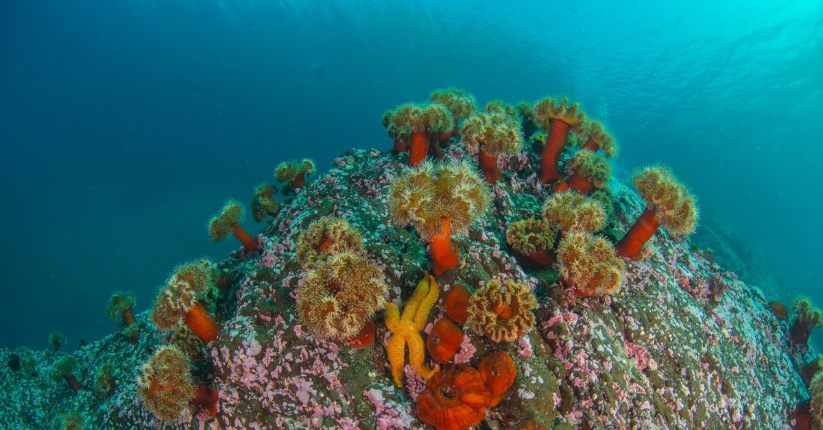 о.Монерон. Фото: GoSakhalin