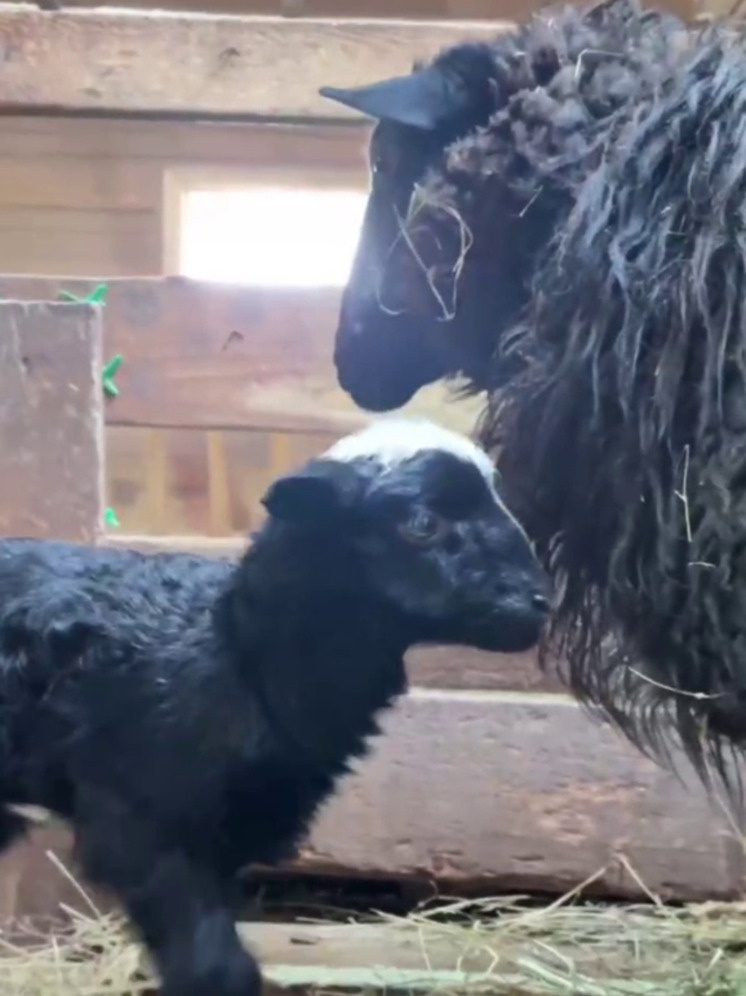     Овечка хабаровского зоосада вновь стала мамой фото: пресс-служба зоосада имени В. П. Сысоева