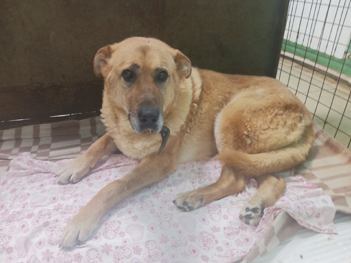 Новенькая Муха.