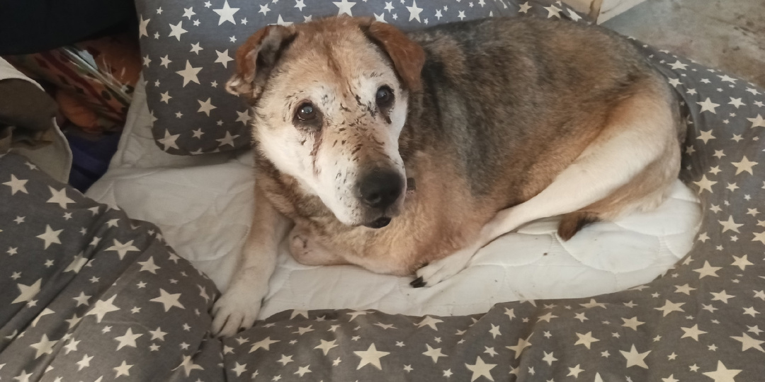 В лазарете закончился влажный корм. Ссылки и штрих - коды Ozon/ВБ готовы