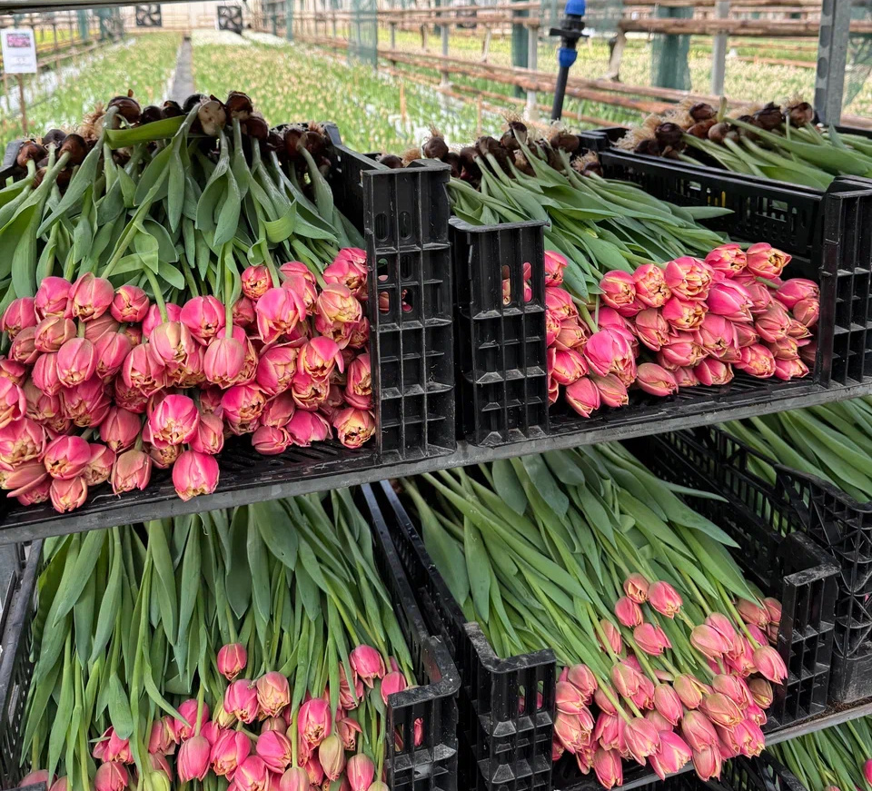 Срезка тюльпанов к 14 февраля