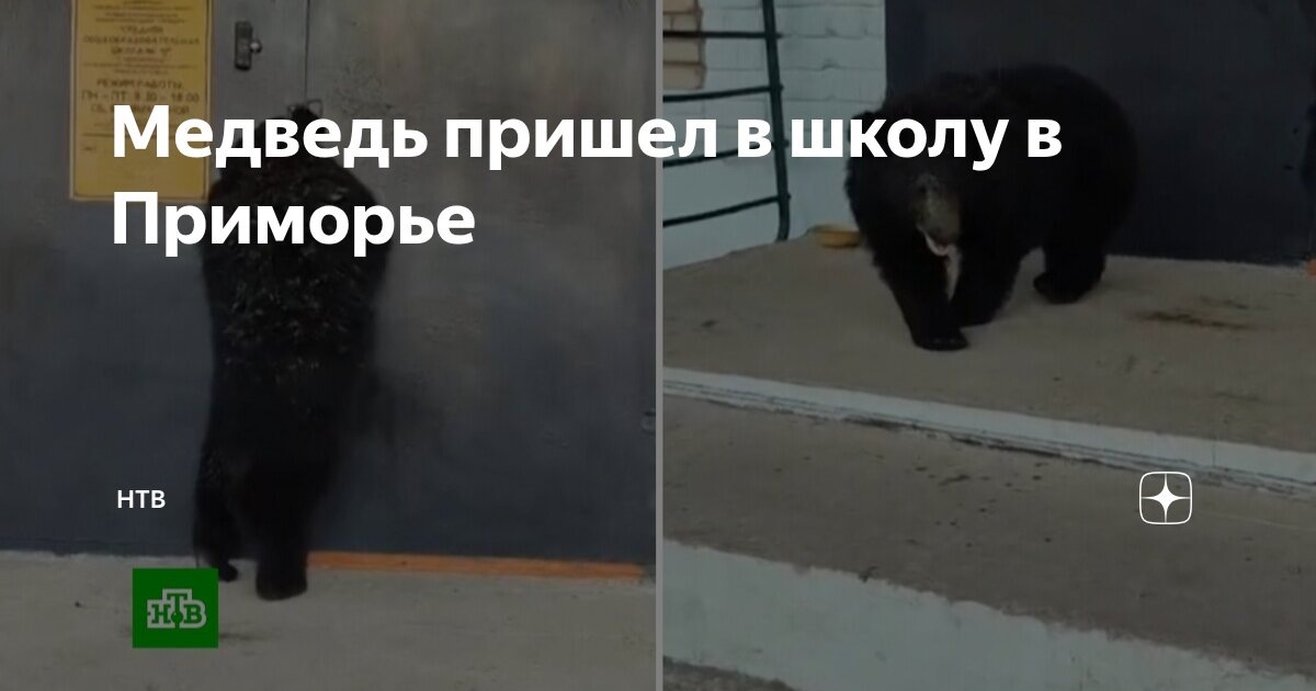 Новости НТВ. В школу в Приморье приходил гималайский медведь